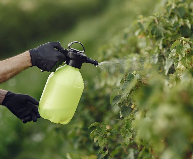 Both jasmine and bougainvillea are prone to pests and diseases and frequently checking on them is crucial