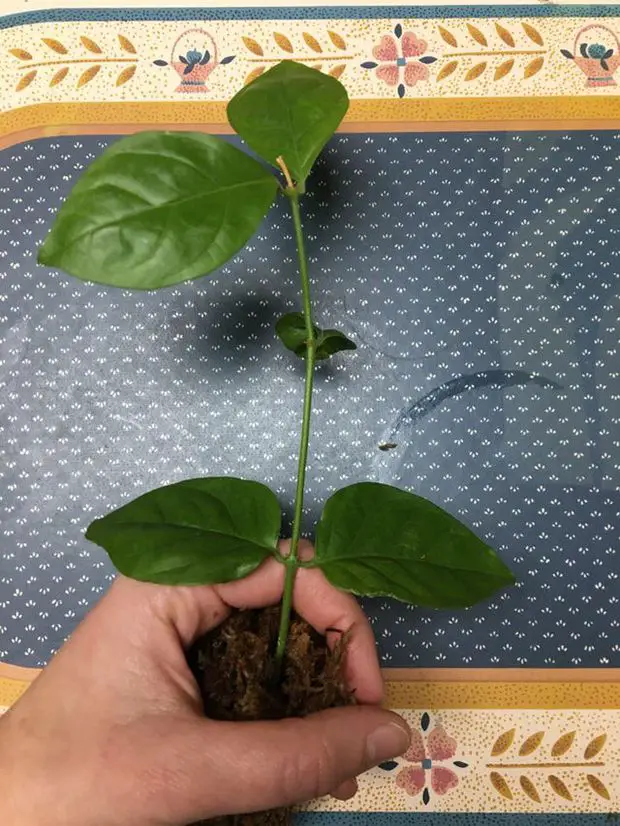 Sambac jasmine cutting ready to be potted after successful water propagation