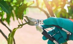 Pruning the fungal areas of the leaves is crucial to avoid a spread of the infection to the rest of the Jasmine plant.