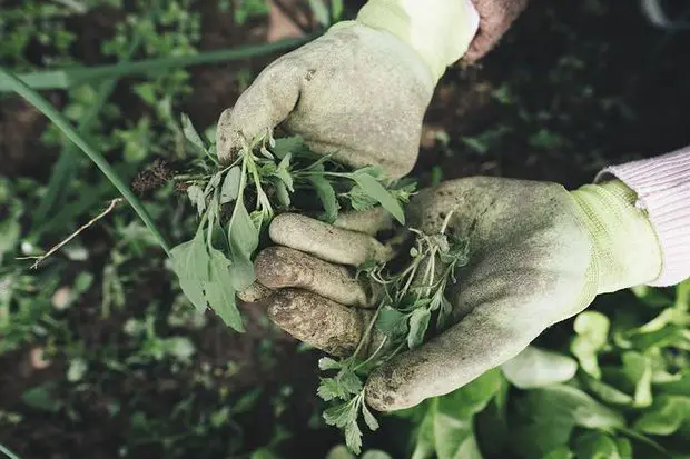 Hand weeding is an efective way to preven a big overgrothw of bad weeds in your garden