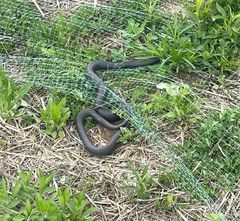 Snakes can be tricky around the garden but jasmines are usually not the source of attraction
