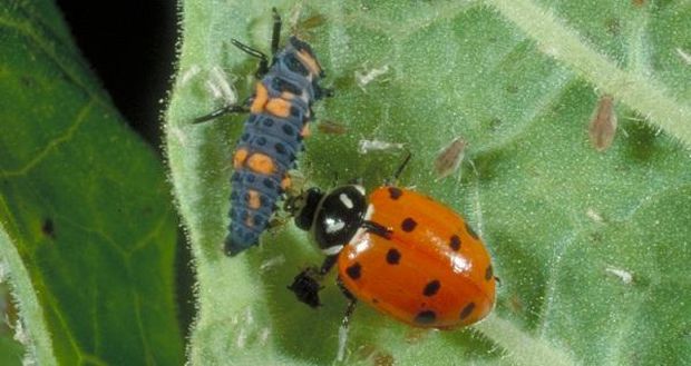 A ladybug eating a caterpillar in a jasmine plant image by entomology.ca.uky.edu/