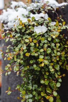 As the snow melts and cold goes away it is time to revive our jasmine!