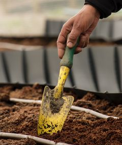 Super versatile for both indoors and outdoors planting