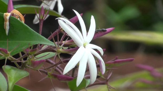 A beautiful angel wing jasmine flower in full bloom.