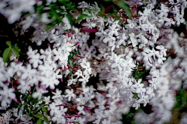 Jasmine is considered a perennial but not all varieties are