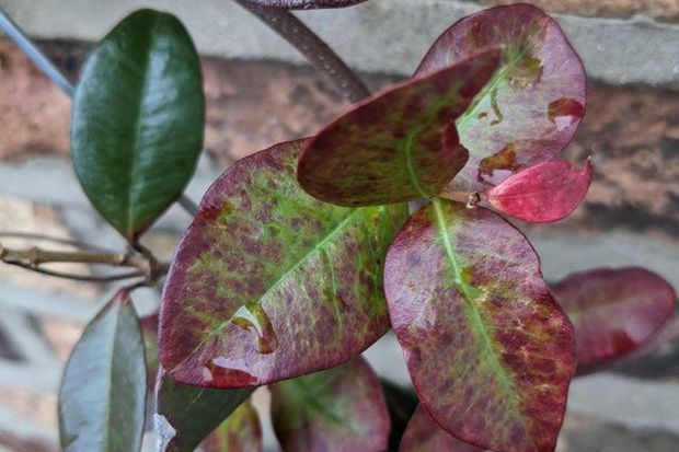 This jasmine plant's leaves have turned red