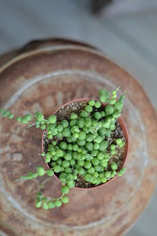 String of Pearls, a captivating aerial plant, cascades with green beads, infusing any space with whimsical charm.