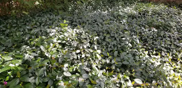 Jasmine grows into a dense and bushy ground cover, perfect for your garden