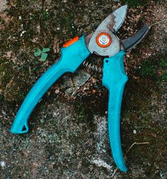 When gardening is always a good idea to have a pair of sharp pruning shears