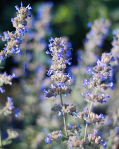 Catmint is a great companion for lavender