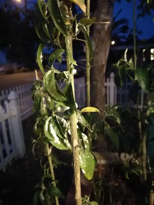 Jasmine plant leaves covered in Powdery mildew.