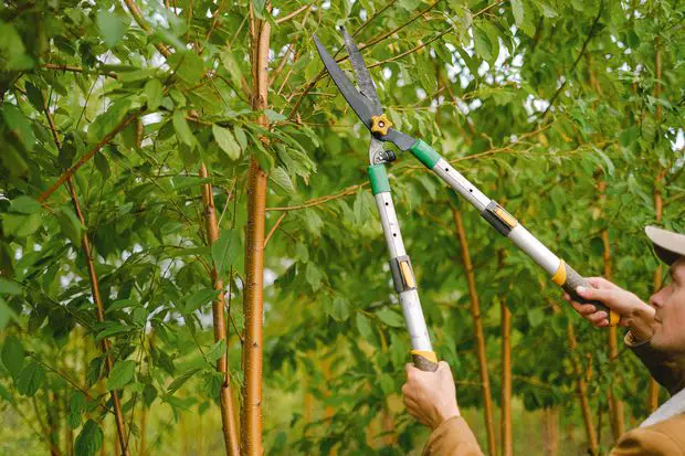 Pruning our Jasmine plant regularly is another key factor to ensure flowers every year.