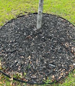 Mulch jasmine plant