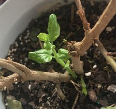 Pruning is a crucial aspect of maintaining our jasmine's health