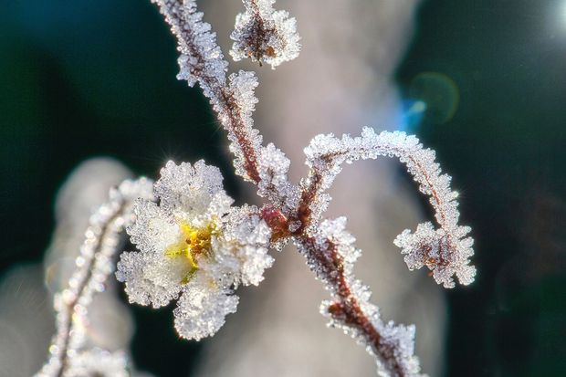 In this post we will dive into the tips to care for our star jasmine during the winter season.