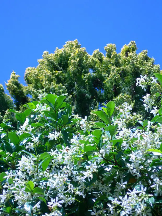 Star Jasmine with ist lush tapestry conquers all gardeners!