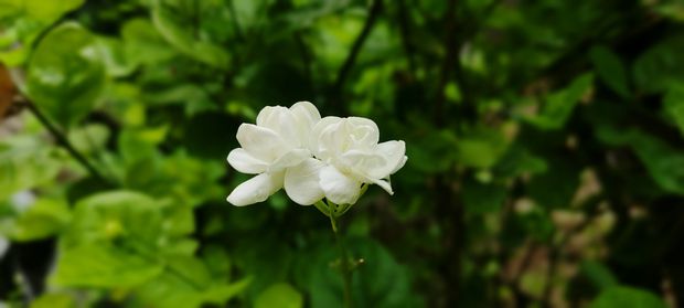 In this post we cover why our Jasmine plant is not having flowers and how to maximise the bud flower production