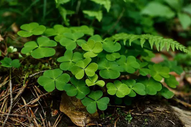 Once believed to be the lucky flower, clovers are bad weeds that spread quickly