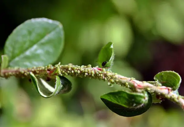 Jasmine plant infested with green aphids