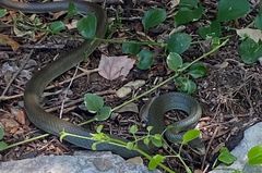 Fragrant plants do not attract snakes