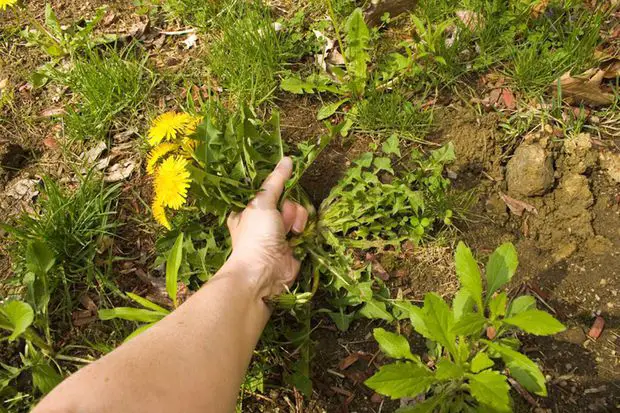 In this post we will discuss all the methods and will guide you through the steps to eliminate bad weeds in yur Asiatic Jasmine plant.