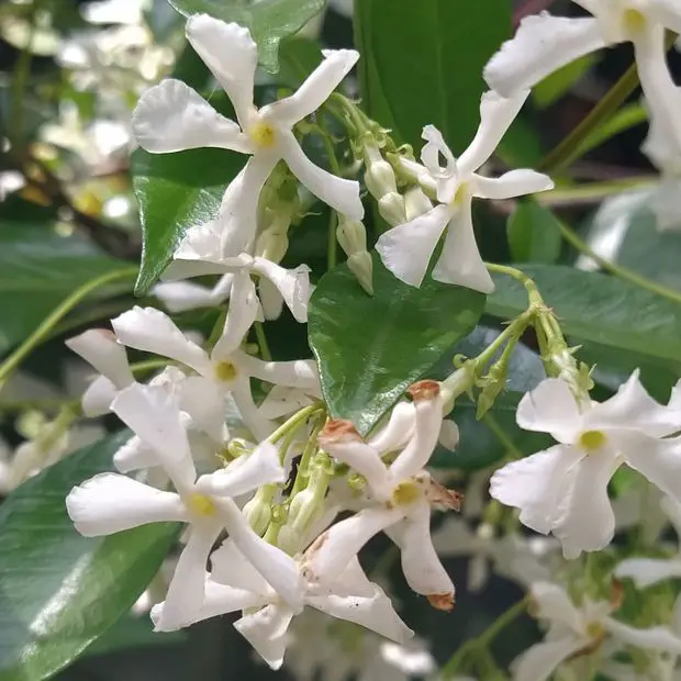 In this post we are going to dive in the risks factors to avoid our jasmine flowers to turn brown.