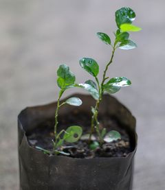 Jasmine cuttings ready to be cared for after successful water propagation