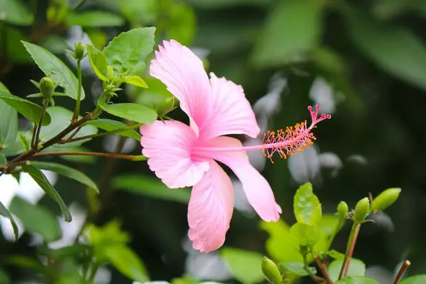Hibiscus is a great companion plant for both bougainvillea and jasmine plants, especially the pink ones!