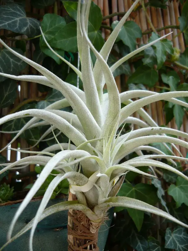 Tillandsia, an enchanting aerial plant, showcases silver-gray leaves in a captivating rosette shape, bringing an element of elegance to any space.