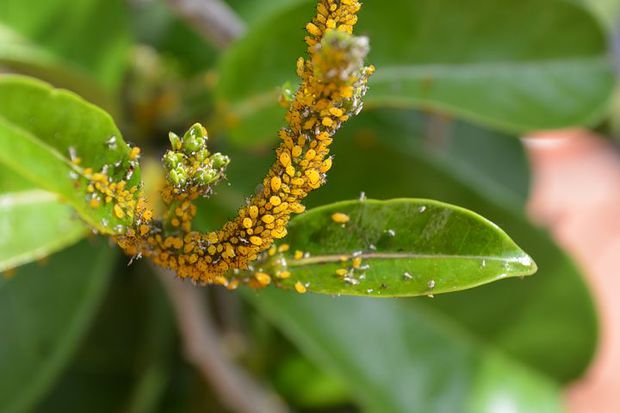 Spider mites devouring our plant.