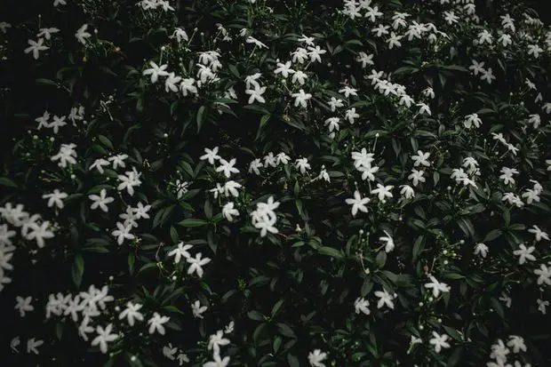 Jasmine flowers emitting their beautiful scent in the late evening