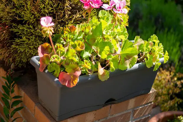 There is no jasmine in this rectangular pot, but there could be if the plant was small enough