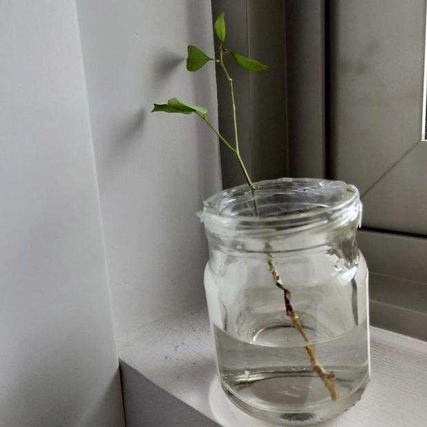 Successful propagation of a night blooming jasmine cutting dipped in water.