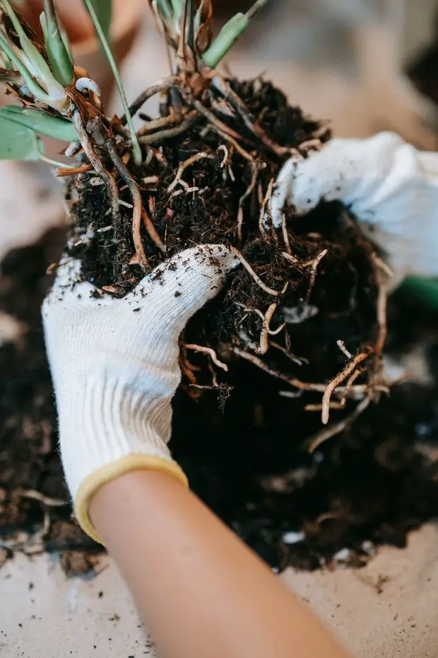 Wilt in jasmine plant roots.