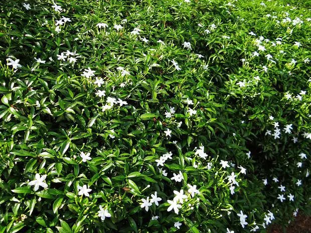 Confederate Jasmine is a delight in the garden but an easy prey for aphids!