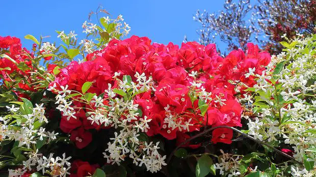 In this post, we will explain how to plant jasmine and bougainvillea bushes together.