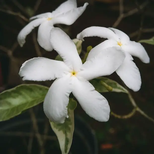 Trachelospermum jasminoides has delicate and floral aroma from its waxy flowers