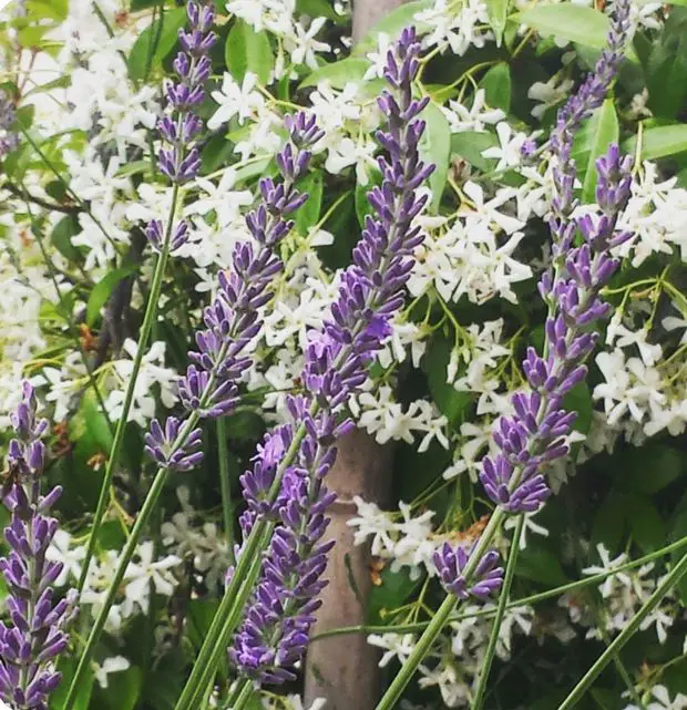 Jasmine and lavender are an incredibly beautiful combination
