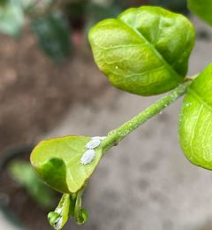 Star jasmine aphid infestation.