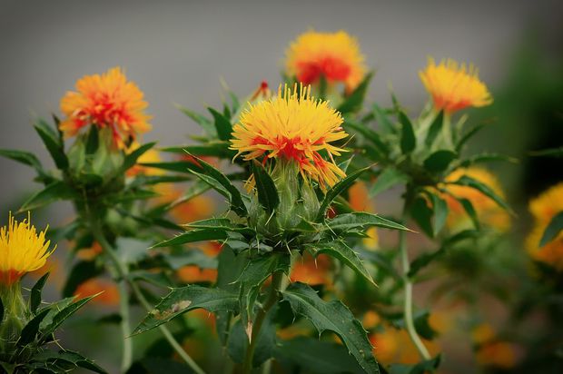 Dandelions are a prominent an annoying weed to keep out of your jasmine.