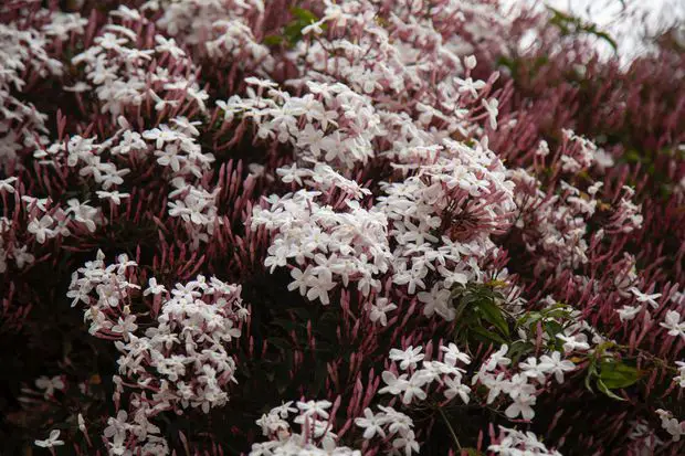 Jasmine ground cover is an excellent ground cover, especially during the summer months when the air fills with scent