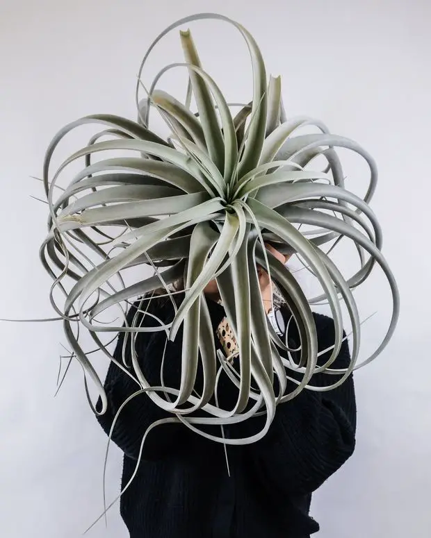 Elegant and captivating, Tillandsia xerographica mesmerizes with its silvery-gray leaves