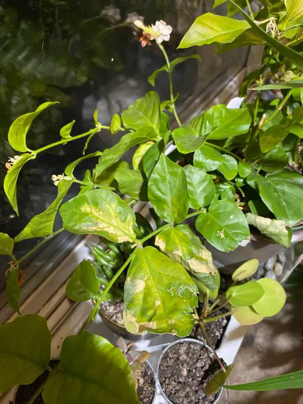 Jasmine leaves getting wrinkled and yellow due to a potassium deficiency