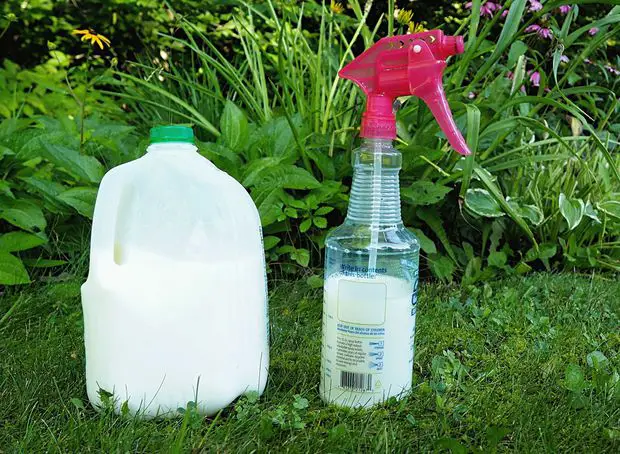 Milk spray to treat Powdery mildew fungi infection. Credits to degarden.com