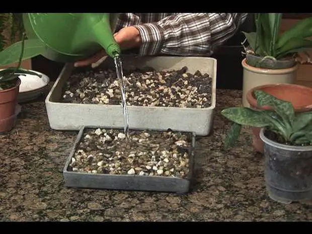 A tray with gravel to enhance the humidity in the jasmine plant pot or bed soil.