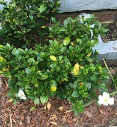 If appalying the proper care techniques, your gardenia can survive the winter!