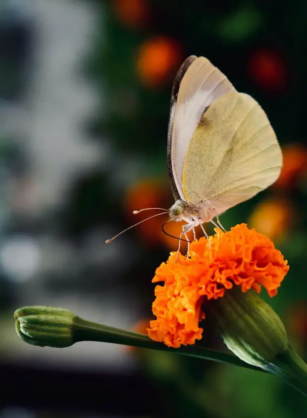 Marigold is a plant that repels pests which can also affect jasmine shrubs