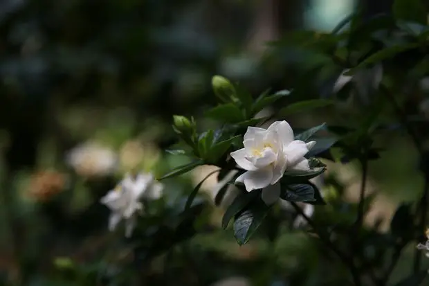 Gardenias have a sweet fragrance, that repels insects