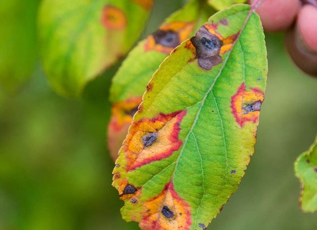 In this post we cover the different fungal infections that a Jasmine plant can have and how to treat them.